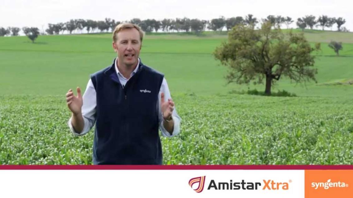 Amistar Xtra banner