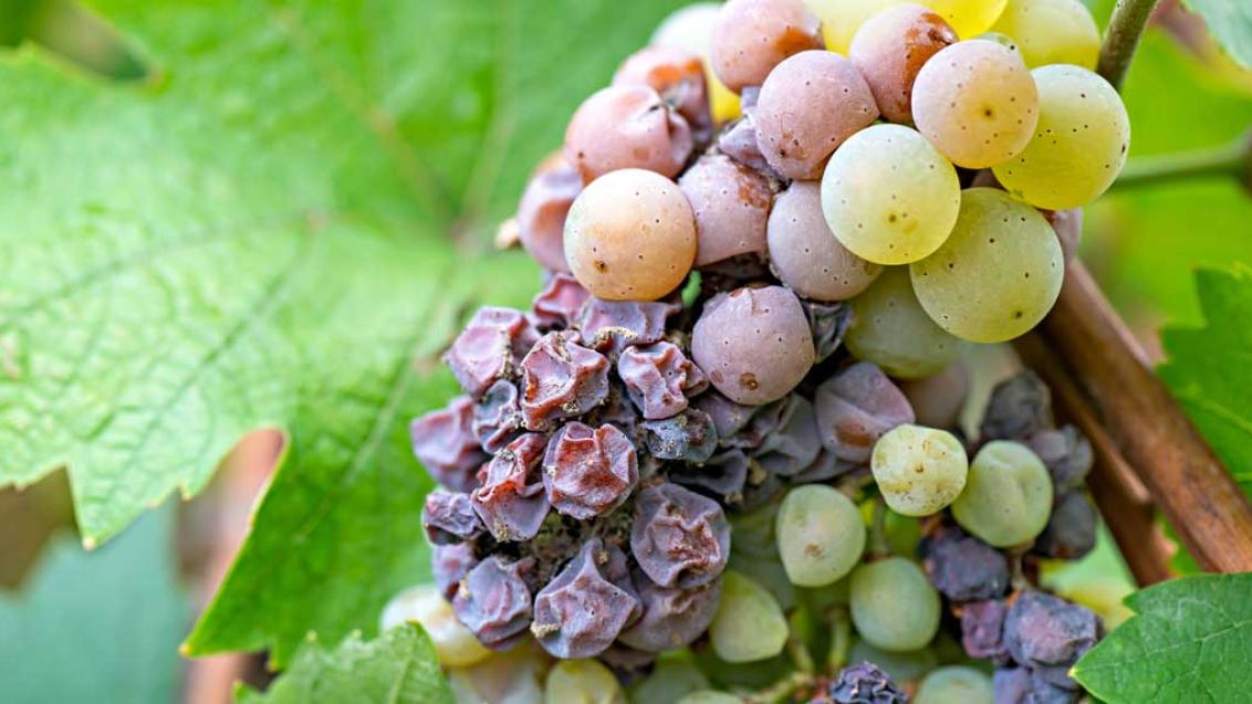 dried grapes on vine
