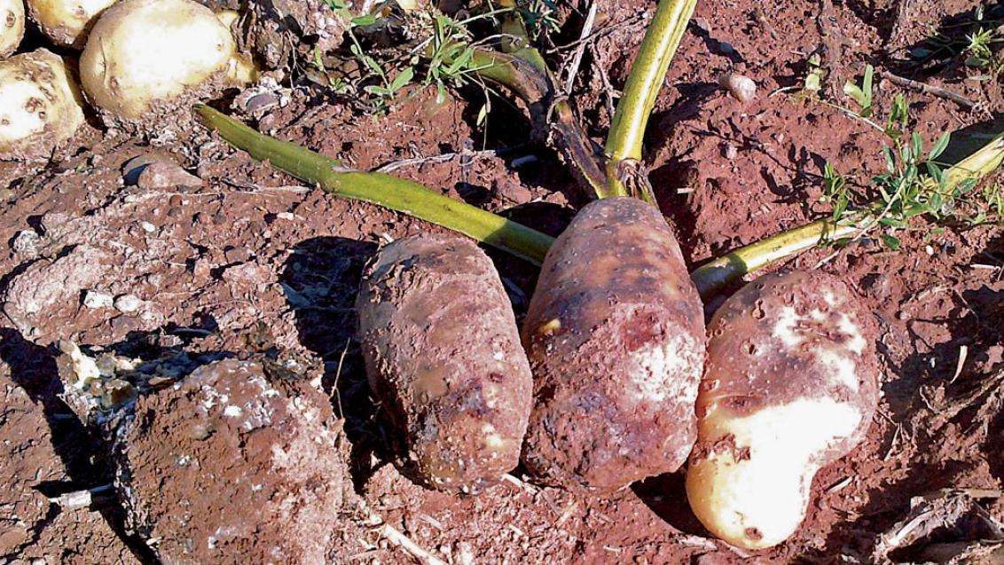 Potatoes pulled out of soil 