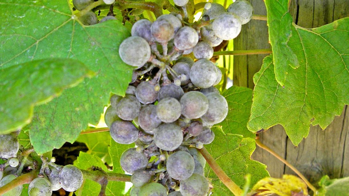 Powdery Mildew in grapes