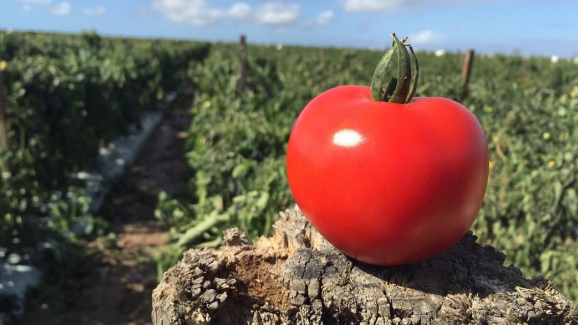 red tomato positioned in front of crops 
