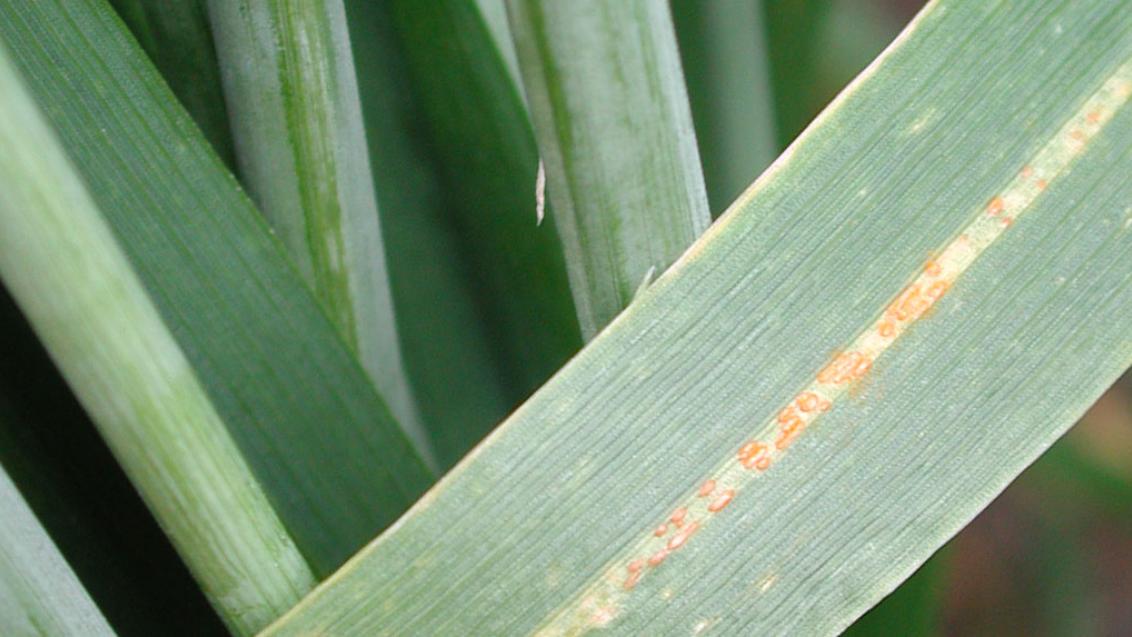 Stripe Rust on plant
