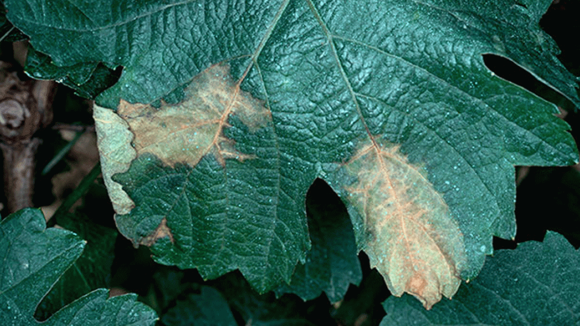 discolored spots on leaf 