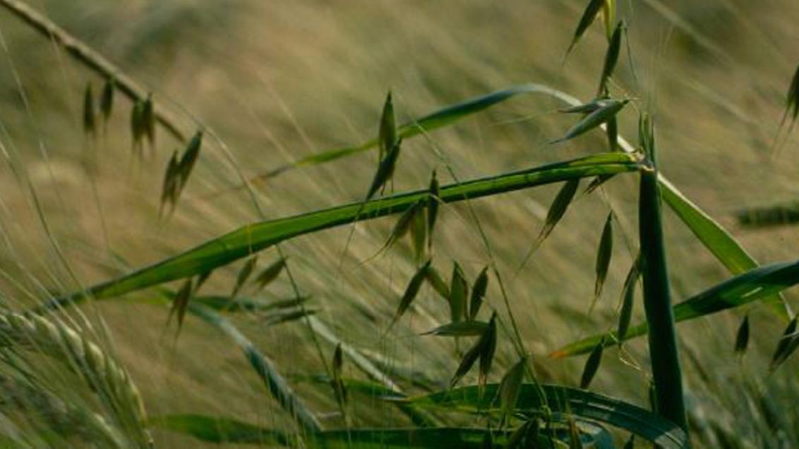 oat heads