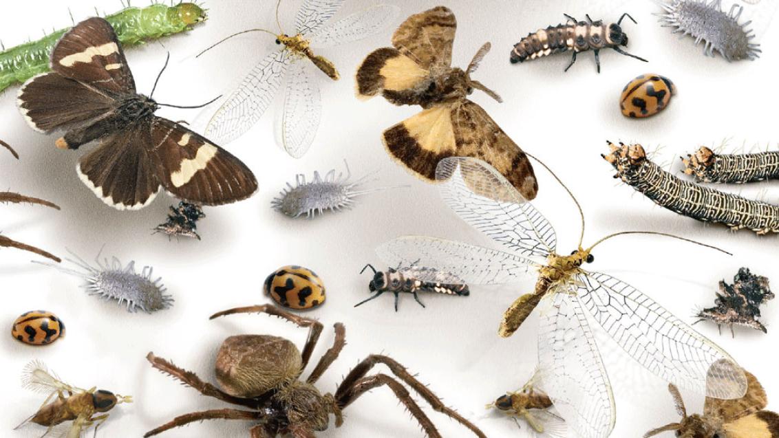 insects 