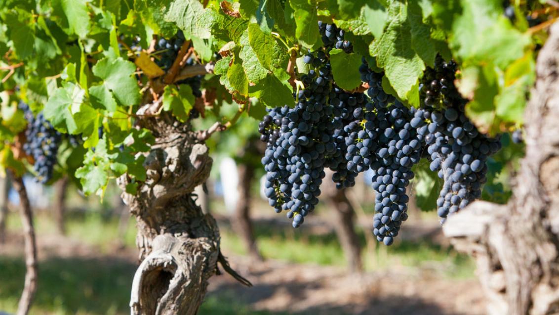 grapes hanging off vines