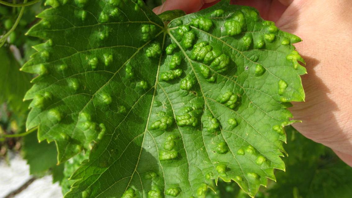 bumpy leaf 