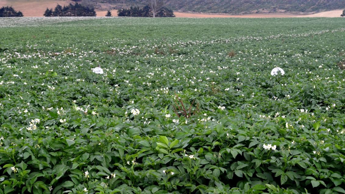 field of potato plants 