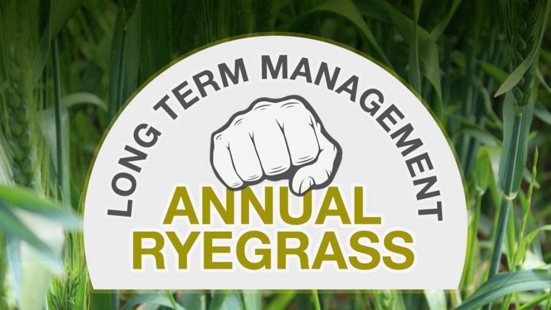 Annual Ryegrass long term management banner