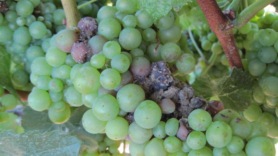 grapes with botrytis  