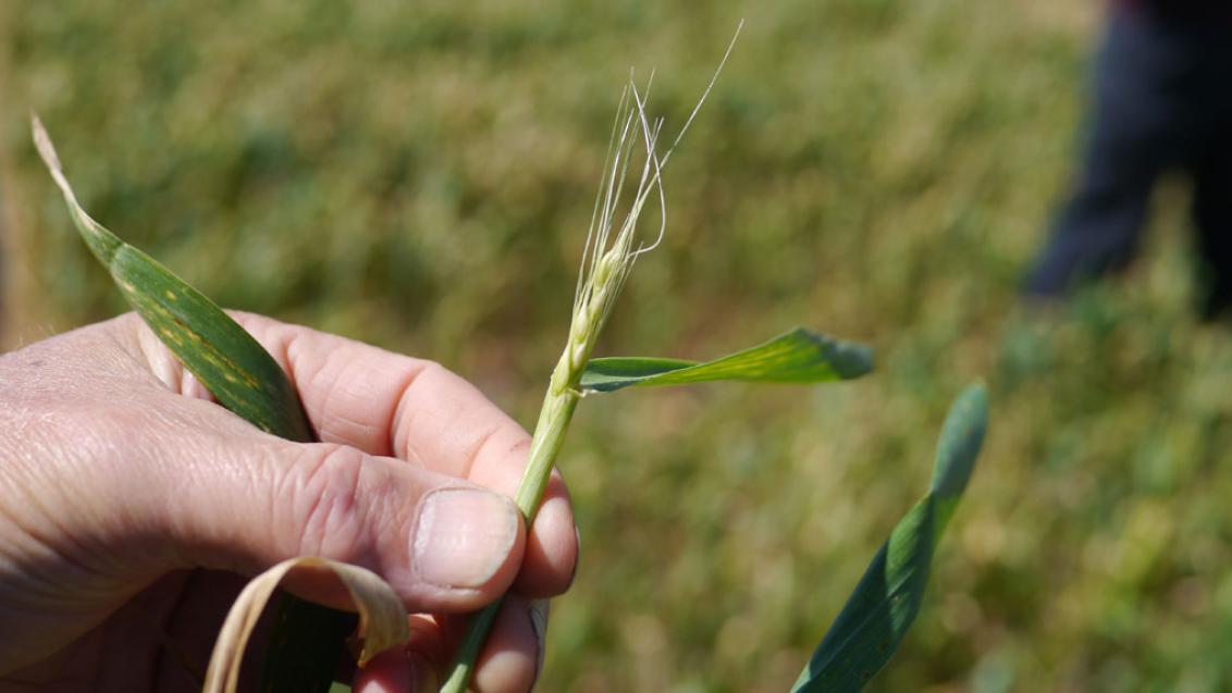 Close up of a frost damaged wheat head showing lack of growth and pale colour
