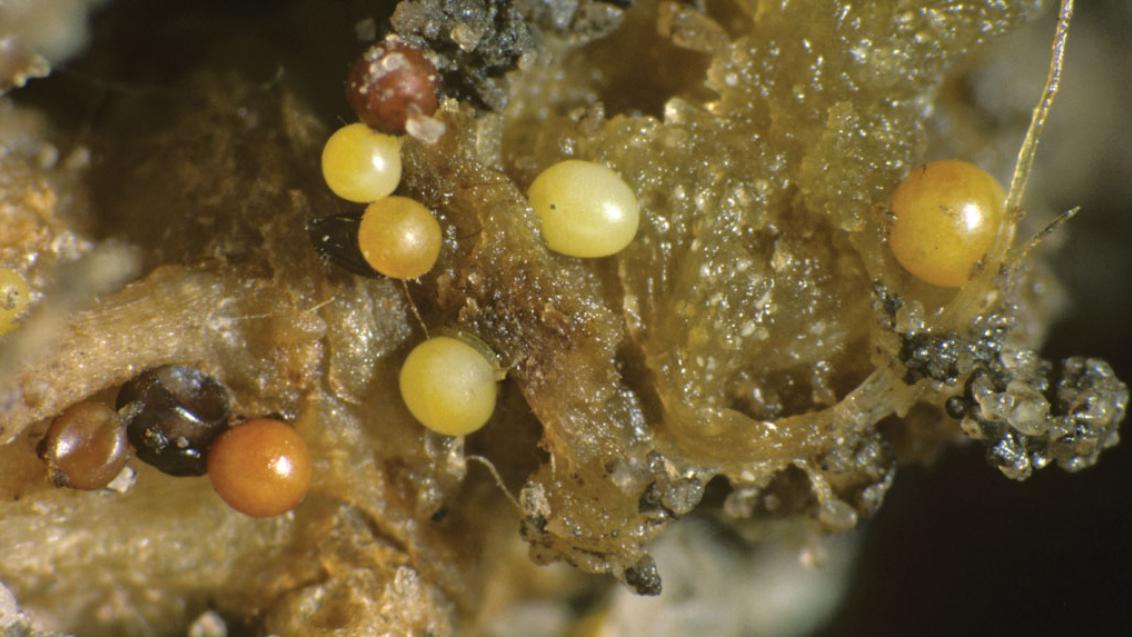 nematodes potatoes 