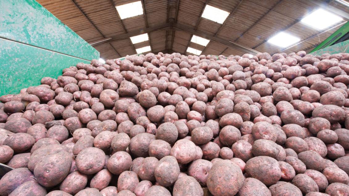 Potato seed shed 