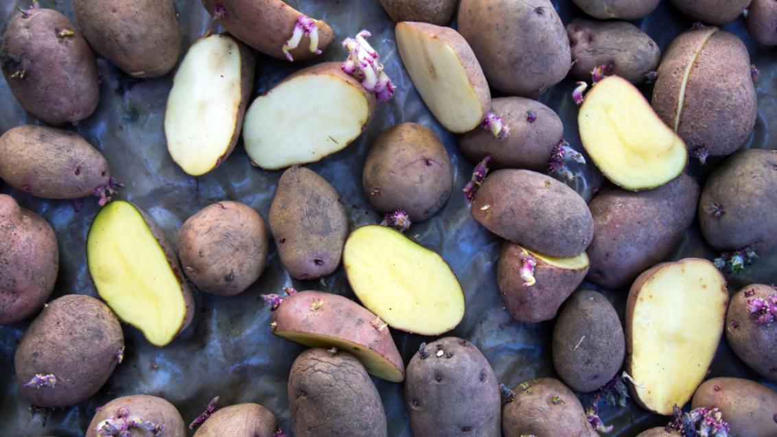Potato seed tubers treated 