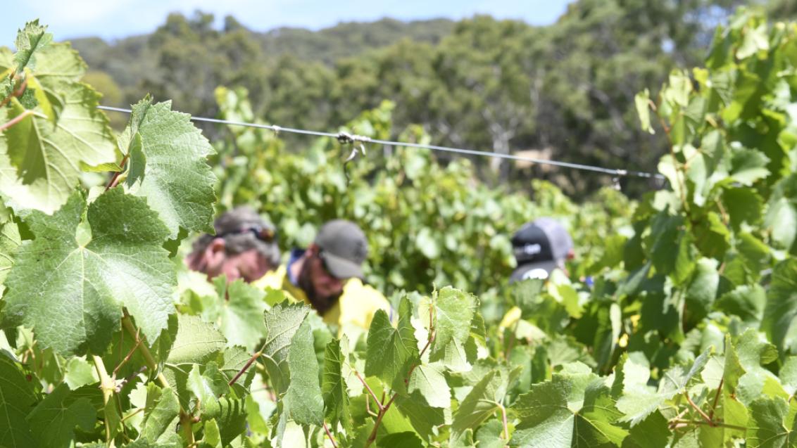 Grape vines