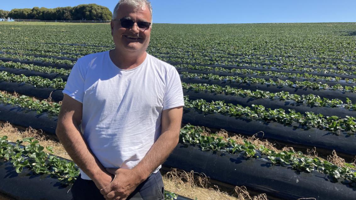 Strawberry Grower Jim Rozaklis