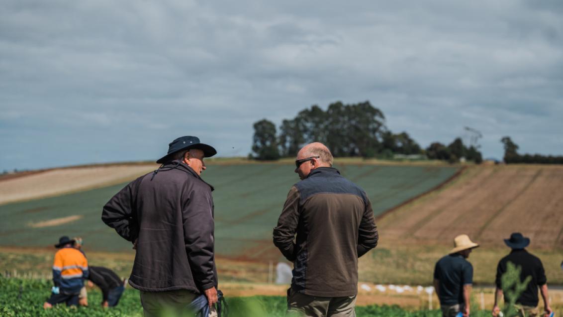 Potato Partners among crops