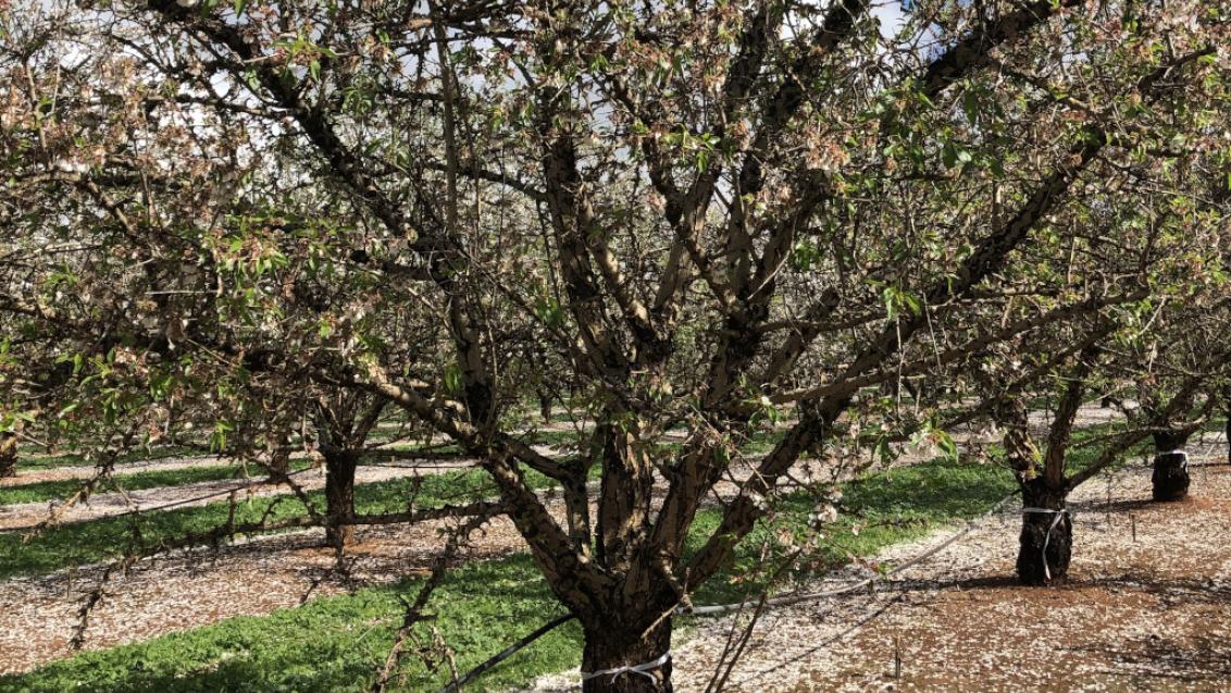 Seguri Flexi treated tree