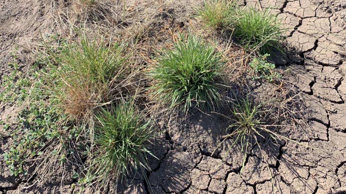 Annual Ryegrass