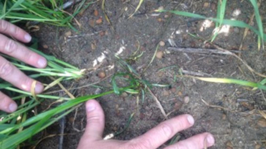Boxer Gold managing annual ryegrass