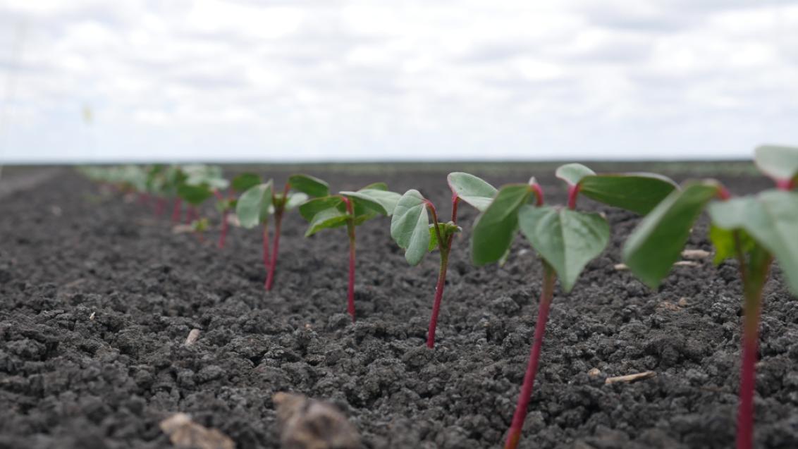 Cotton plants growing