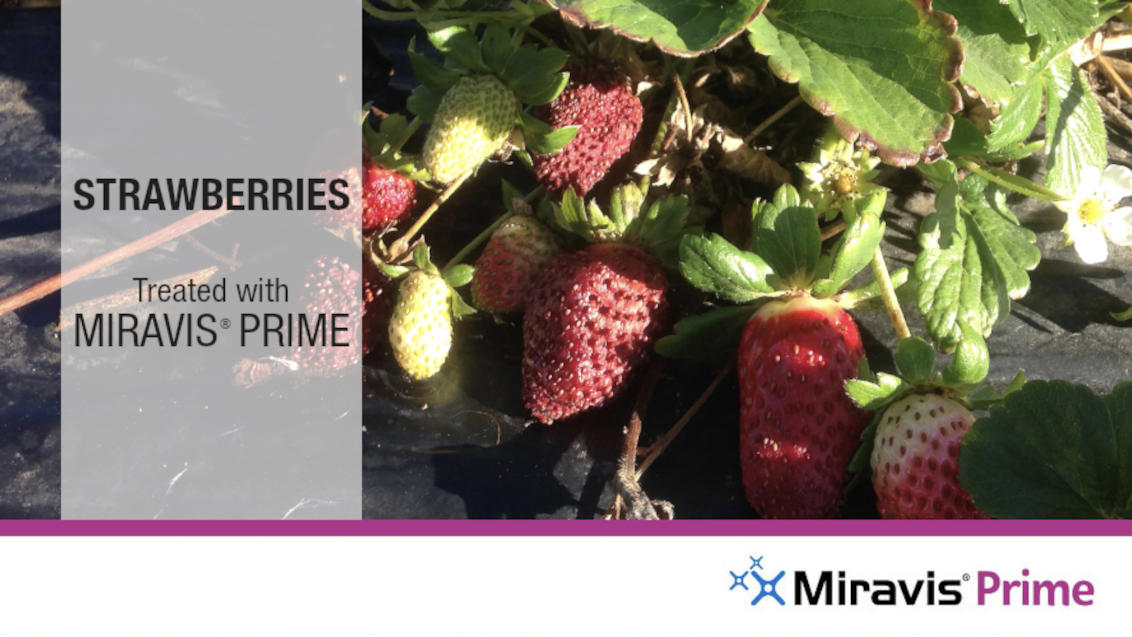 Miravis Prime Strawberries Treated