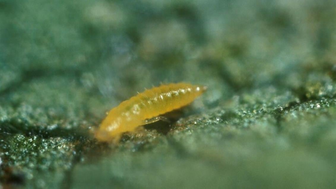 web thrips larva on cucumber