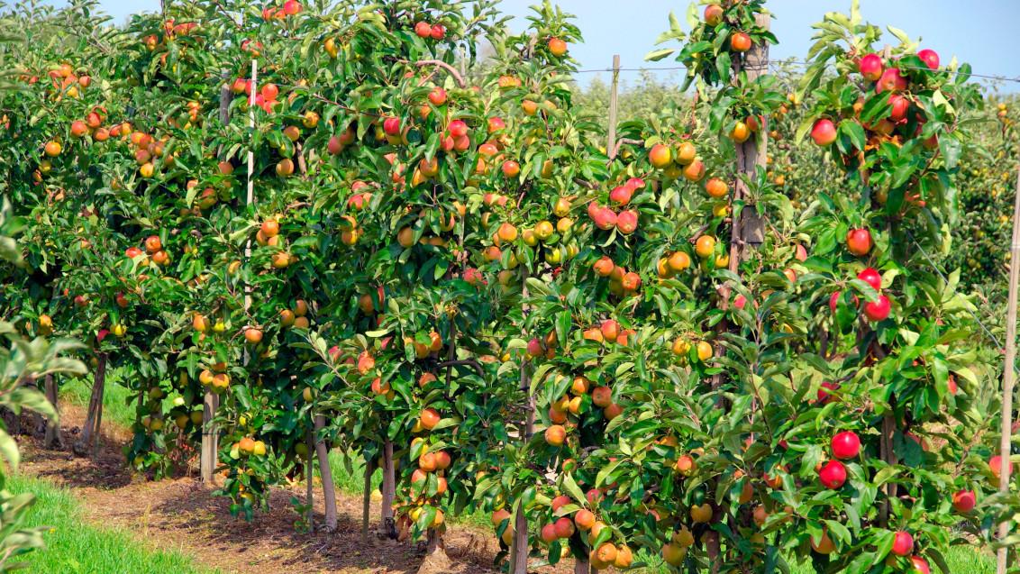 Apple orchard SWITCH fungicide