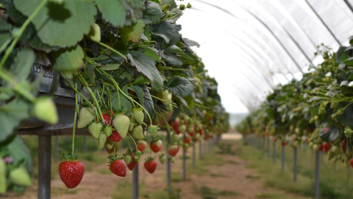 strawberries