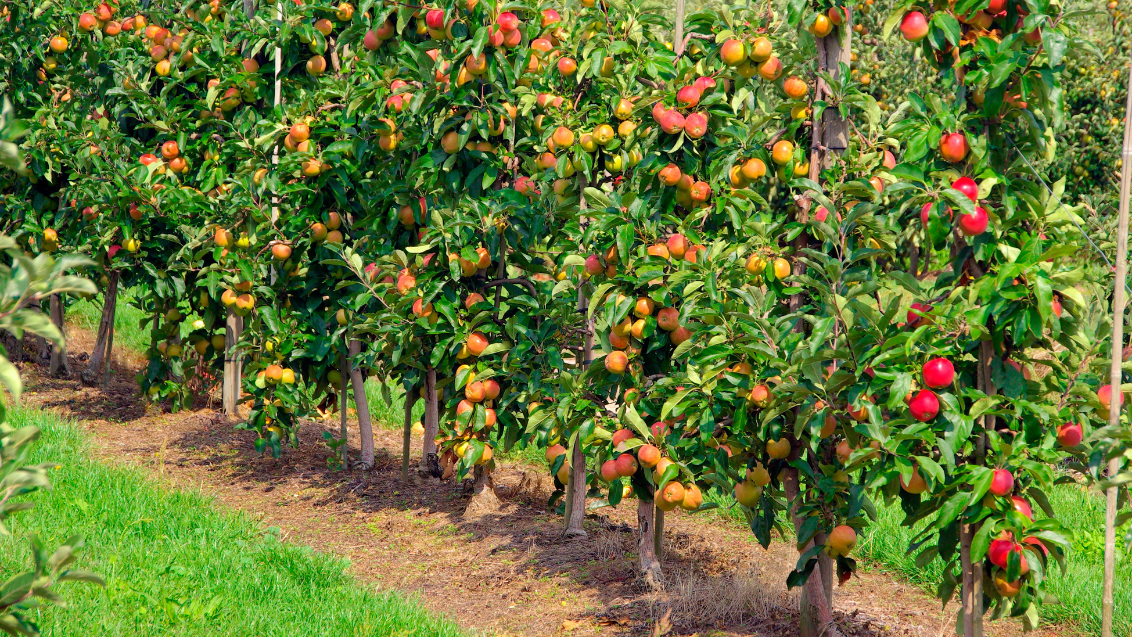 Setting up for a fruitful season