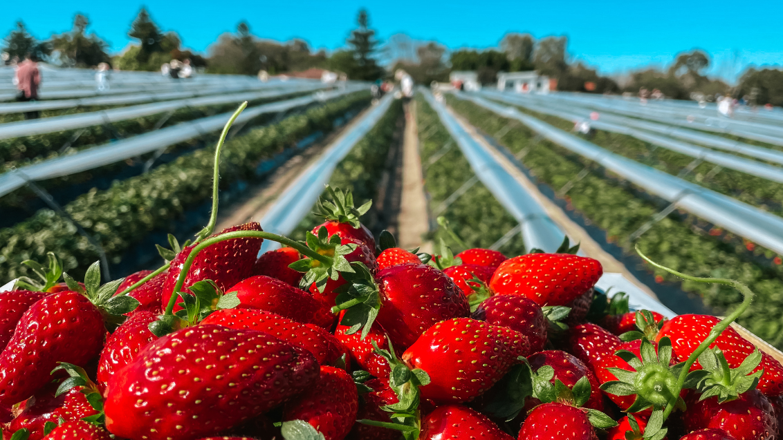 Syngenta berry fruitful season main