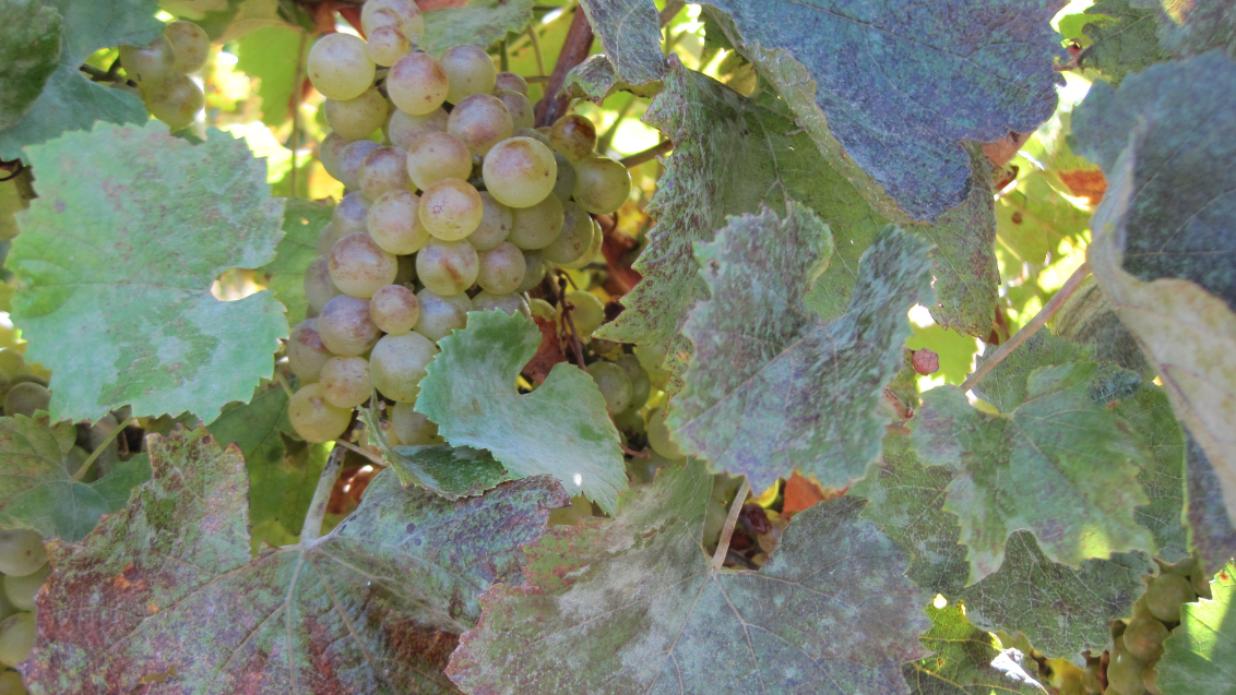 Powdery mildew main