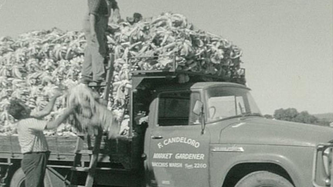 loaded_market_truck_1132x637.jpg
