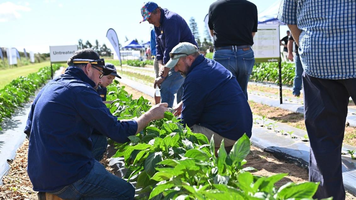 Syngenta GrowMore 2024