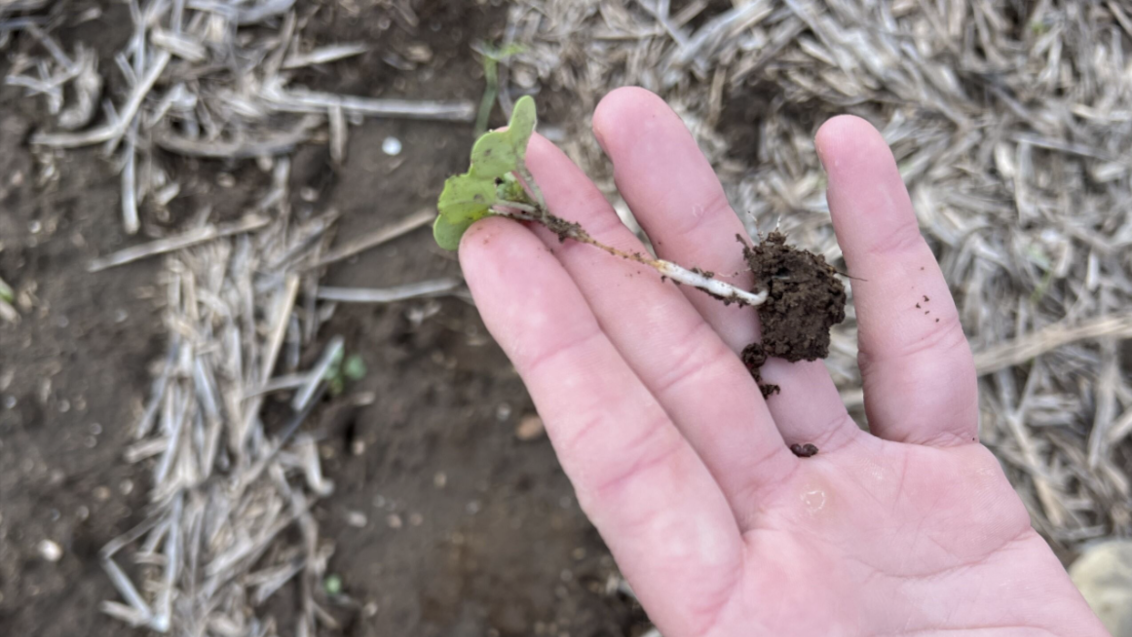 damaged canola plant