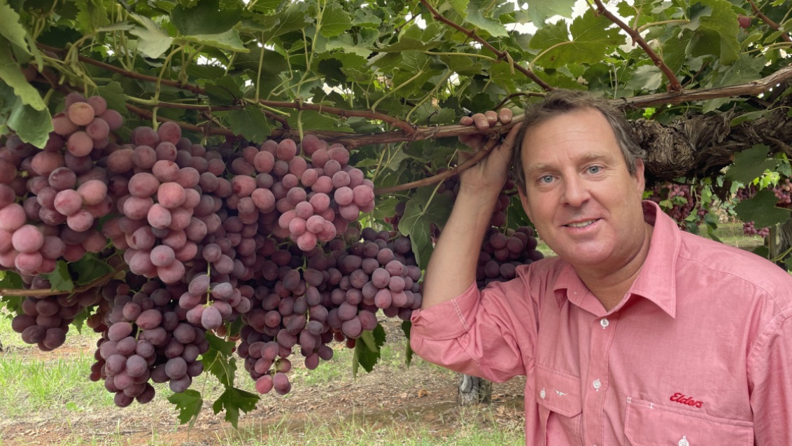 Elders Mildura Horticultural Agronomist Jeremy Adams