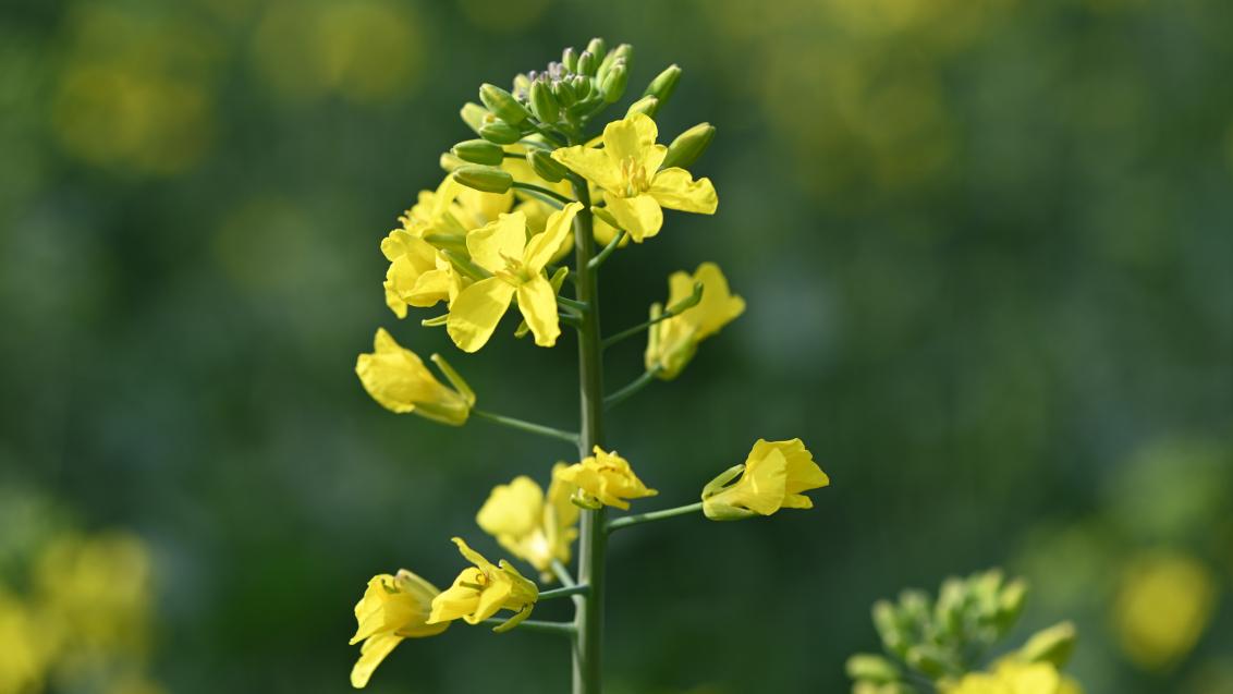 close up of a canola plant