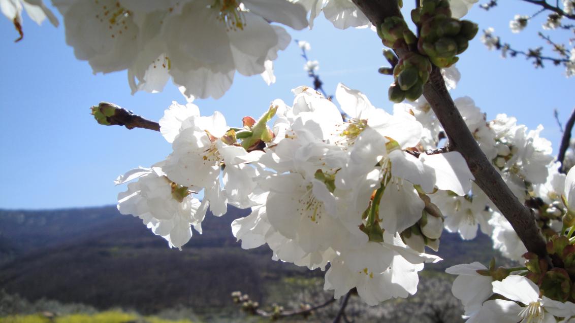 flowering cherry tree