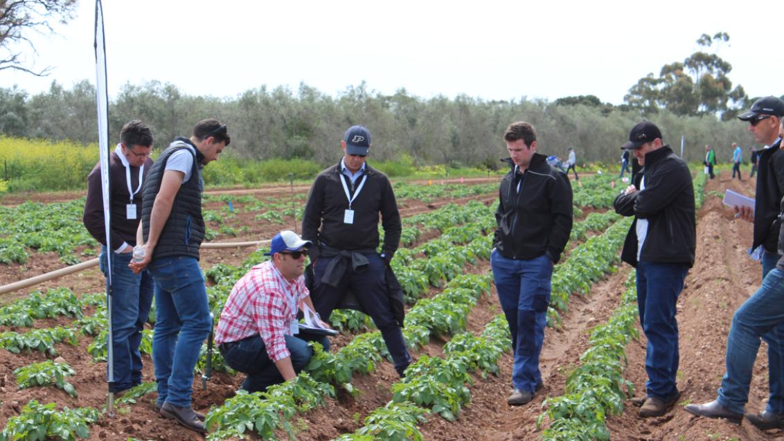 people in a potato field