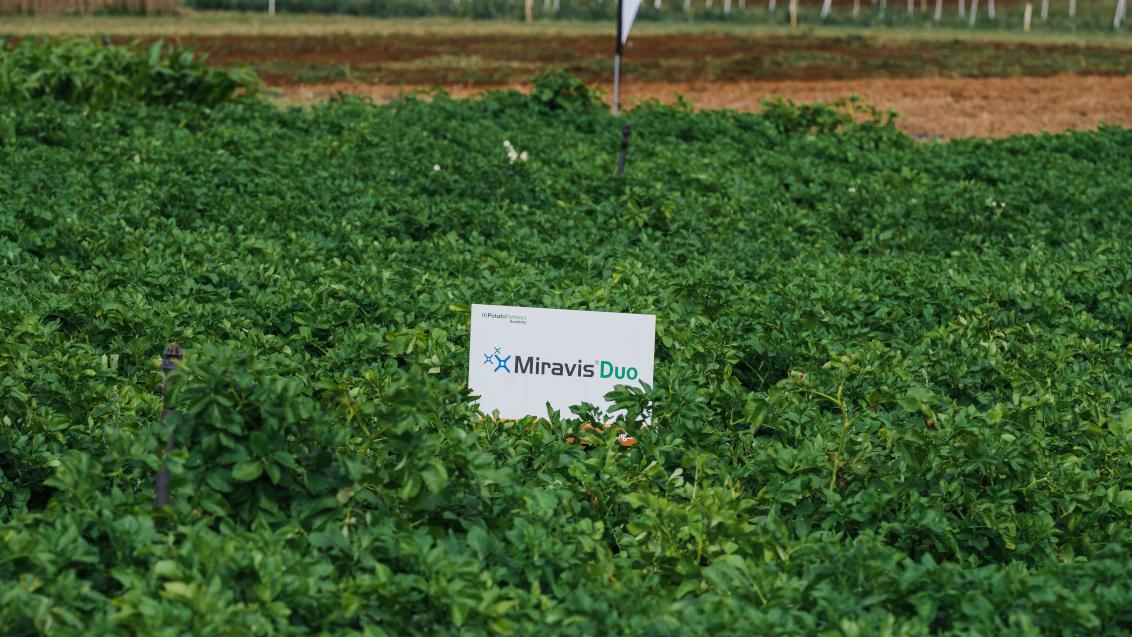 MIRAVIS Duo logo in a potato field