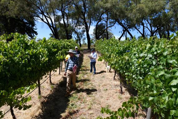 Guests observe treatment at Adelaide Hills site