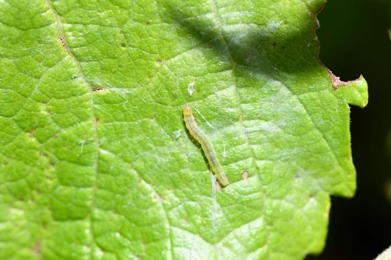 Light brown apple moth larvae