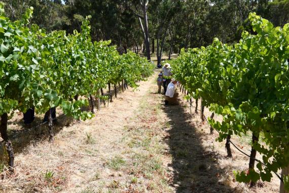 Michael Zerk of Nutrien AG Solutions assesses vines