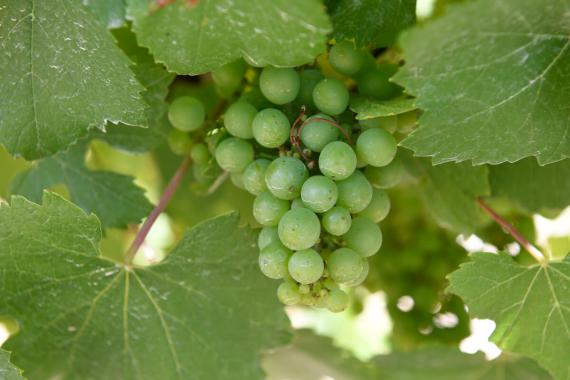 Powdery mildew in untreated area of Lenswood site