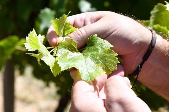 Powdery mildew infection on leaf