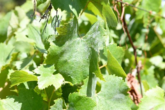 Powdery mildew present throughout canopy