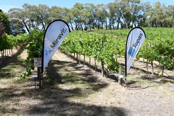 Syngenta fungicides at the Lenswood site