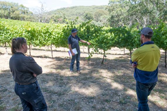 Jason Sabeeney discusses herbicide use under vine