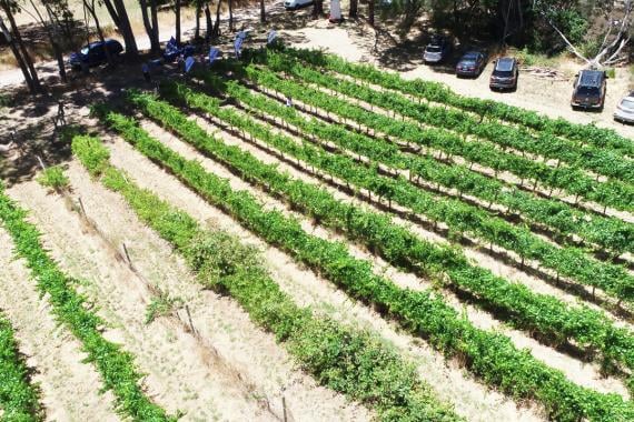Aerial view of vegetable crop rows in commercial field showing agricultural production and crop management practices