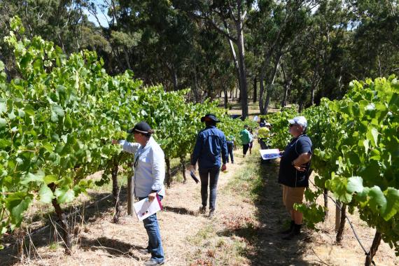 Syngenta vineyard field walk with growers and agronomists inspecting grapevines during crop protection demonstration
